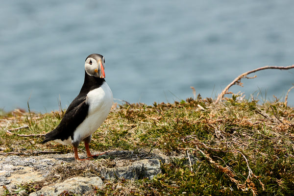 Puffin Print