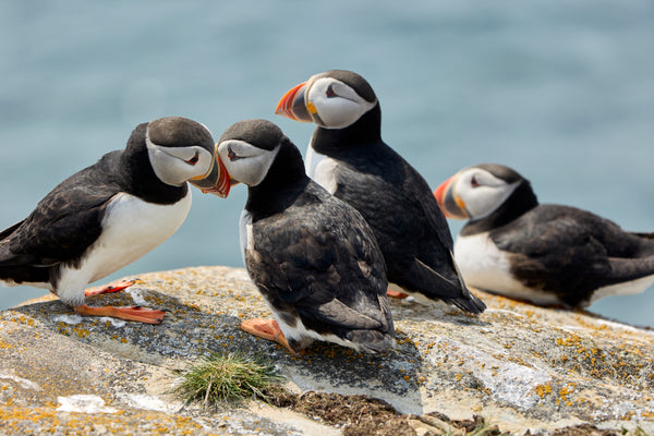 Puffin Print