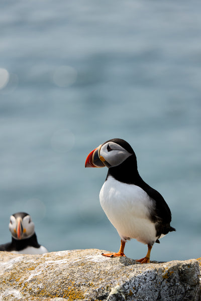 Puffin Print