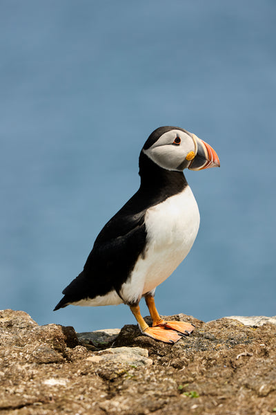 Puffin Print
