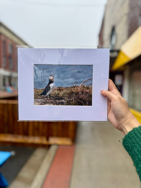 Puffin Print